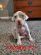 American Pit Bull Terrier Puppies for sale in North Richland Hills, TX, USA. price: NA