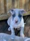 American Pit Bull Terrier Puppies for sale in North Richland Hills, TX, USA. price: NA