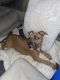 American Pit Bull Terrier Puppies for sale in Bloomfield, CT 06002, USA. price: NA