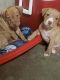 American Pit Bull Terrier Puppies for sale in Beloit, WI 53511, USA. price: NA
