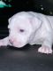 American Pit Bull Terrier Puppies for sale in Brooklyn, NY 11216, USA. price: $1,100