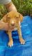 American Pit Bull Terrier Puppies for sale in Ocala, FL, USA. price: $1,500