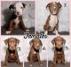 American Pit Bull Terrier Puppies for sale in Bakersfield, CA 93304, USA. price: $250