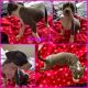 American Pit Bull Terrier Puppies for sale in Westminster, CO, USA. price: NA