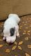 American Pit Bull Terrier Puppies for sale in Madhavaram, Chennai, Tamil Nadu, India. price: 20000 INR