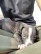 American Pit Bull Terrier Puppies for sale in Delhi, India. price: 8000 INR