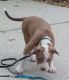 American Pit Bull Terrier Puppies for sale in Port Orange, FL, USA. price: $1,400