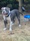 American Pit Bull Terrier Puppies for sale in 218 143rd St SE, Everett, WA 98208, USA. price: NA