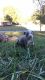 American Pit Bull Terrier Puppies for sale in Elberton, GA 30635, USA. price: $250