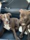 American Pit Bull Terrier Puppies for sale in Chino Hills, CA, USA. price: NA