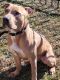 American Pit Bull Terrier Puppies for sale in Richmond, TX 77407, USA. price: NA