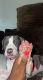American Pit Bull Terrier Puppies for sale in Brooklyn, NY, USA. price: $600
