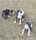 American Pit Bull Terrier Puppies for sale in Westminster, CO, USA. price: $750
