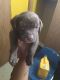 American Pit Bull Terrier Puppies for sale in Long Island City, NY 11101, USA. price: NA