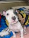 American Pit Bull Terrier Puppies for sale in Hayward, CA, USA. price: $500