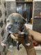 American Pit Bull Terrier Puppies for sale in Sector 72, Noida, Uttar Pradesh, India. price: 10000 INR