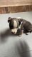 American Pit Bull Terrier Puppies for sale in Madhavaram, Chennai, Tamil Nadu, India. price: 25000 INR