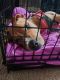 American Pit Bull Terrier Puppies for sale in Weyers Cave, VA 24486, USA. price: NA