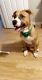 American Pit Bull Terrier Puppies for sale in Atlanta, GA 30305, USA. price: NA