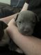 American Pit Bull Terrier Puppies for sale in Columbus, OH, USA. price: $180