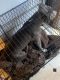 American Pit Bull Terrier Puppies for sale in Valdosta, GA, USA. price: NA