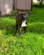 American Pit Bull Terrier Puppies for sale in Miramar, FL, USA. price: NA