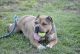 American Pit Bull Terrier Puppies for sale in Henrico, VA 23294, USA. price: NA