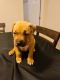 American Pit Bull Terrier Puppies for sale in Tampa, FL, USA. price: NA