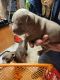 American Pit Bull Terrier Puppies for sale in Edgewood, WA 98371, USA. price: NA