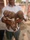 American Pit Bull Terrier Puppies for sale in Bulandshahr, Uttar Pradesh 203001, India. price: 15000 INR