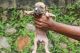 American Pit Bull Terrier Puppies for sale in Malayinkeezh, Kerala, India. price: 20000 INR