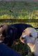 American Pit Bull Terrier Puppies for sale in Elberton, GA 30635, USA. price: $250