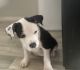 American Pit Bull Terrier Puppies for sale in Mesa, AZ 85206, USA. price: $350