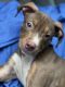 American Pit Bull Terrier Puppies for sale in Morrow, GA 30260, USA. price: NA