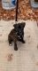 American Pit Bull Terrier Puppies for sale in Edison, NJ, USA. price: $1,000
