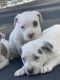 American Pit Bull Terrier Puppies for sale in Douglas, GA, USA. price: NA
