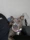 American Pit Bull Terrier Puppies for sale in Muncie, IN, USA. price: $400
