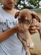 American Pit Bull Terrier Puppies for sale in Randamkutty, Kollam, Kerala 691019, India. price: 30000 INR