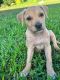 American Pit Bull Terrier Puppies for sale in Laie, HI 96762, USA. price: $350