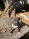 American Pit Bull Terrier Puppies for sale in 925 E Florence Ave, Los Angeles, CA 90001, USA. price: $2,500