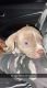 American Pit Bull Terrier Puppies for sale in East Palo Alto, CA, USA. price: NA
