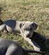 American Pit Bull Terrier Puppies for sale in 24645 Iceland Path, Lakeville, MN 55044, USA. price: NA