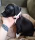 American Pit Bull Terrier Puppies for sale in Topeka, KS 66614, USA. price: $200