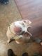 American Pit Bull Terrier Puppies for sale in Easley, SC, USA. price: NA