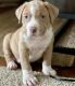 American Pit Bull Terrier Puppies for sale in Newport Coast, Newport Beach, CA, USA. price: $900
