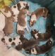 American Pit Bull Terrier Puppies for sale in Aynor, SC 29511, USA. price: $500