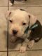 American Pit Bull Terrier Puppies for sale in El Monte, CA 91732, USA. price: $700