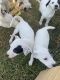 American Pit Bull Terrier Puppies for sale in Clarksville, TN, USA. price: NA
