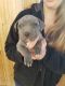 American Pit Bull Terrier Puppies for sale in Cañon City, CO 81212, USA. price: NA