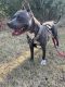 American Pit Bull Terrier Puppies for sale in Arlington, TX, USA. price: $2,500